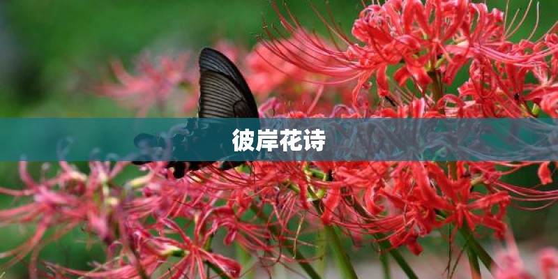 彼岸花诗